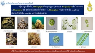 ครูวิชัยลิขิตพรรักษ์ ตาแหน่งครู วิทยฐานะครูชานาญการพิเศษ(คศ.3)กลุ่มสาระการเรียนรู้วิทยาศาสตร์และเทคโนโลยี โรงเรียนวัดราชบพิธ สพม.กท.1
สถาบันส่งเสริมการสอนวิทยาศาสตร์และเทคโนโลยี
กลุ่ม Algae ได้แก่ 1. Chlorophyta เช่น spirogyra(เทาน้า) 2. Chrysophytaเช่น ไดอะตอม
3. Phaeophyta เช่น ซาร์กาซัม (ทุ่น) มีไอโอดีนสูง 4. Rhodophytaใช้เป็นอาหาร เช่น porphyra
(จีฉ่าย) ใช้สกัดวุ้น agar เช่น กราซิลาเรีย (ผมนาง)
 