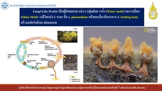 ครูวิชัยลิขิตพรรักษ์ ตาแหน่งครู วิทยฐานะครูชานาญการพิเศษ(คศ.3)กลุ่มสาระการเรียนรู้วิทยาศาสตร์และเทคโนโลยี โรงเรียนวัดราชบพิธ สพม.กท.1
สถาบันส่งเสริมการสอนวิทยาศาสตร์และเทคโนโลยี
Fungi-Like Protist เป็นผู้ย่อยสลาย แบ่ง 2 กลุ่มย่อย ราน้า (Water mold) และราเมือก
(Slime Mold) วงชีวิตแบ่ง 2 ระยะ คือ 1. plasmodium คล้ายอะมีบากินอาหาร 2. fruiting body
สร้างสปอร์คล้ายราย่อยสลาย
 