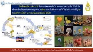 ครูวิชัยลิขิตพรรักษ์ ตาแหน่งครู วิทยฐานะครูชานาญการพิเศษ(คศ.3)กลุ่มสาระการเรียนรู้วิทยาศาสตร์และเทคโนโลยี โรงเรียนวัดราชบพิธ สพม.กท.1
สถาบันส่งเสริมการสอนวิทยาศาสตร์และเทคโนโลยี
โพรทิสต์คล้ายรา เช่น ราน้ามักพบบนซากของสัตว์น้าและแมลงแหล่งน้าจืด เป็นเส้นใย
คล้ายรา โดยย่อยสลายซากและดูดซึม, ราเมือกมักพบในที่ชื้นแฉะ บนใบไม้เน่า หรือขอนไม้ผุ บาง
ระยะเป็นเซลล์เดียว บางระยะเป็นกลุ่มเซลล์คล้ายเมือก
 