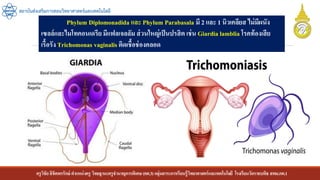 ครูวิชัยลิขิตพรรักษ์ ตาแหน่งครู วิทยฐานะครูชานาญการพิเศษ(คศ.3)กลุ่มสาระการเรียนรู้วิทยาศาสตร์และเทคโนโลยี โรงเรียนวัดราชบพิธ สพม.กท.1
สถาบันส่งเสริมการสอนวิทยาศาสตร์และเทคโนโลยี
Phylum Diplomonadida และ Phylum Parabasala มี 2 และ 1 นิวเคลียส ไม่มีผนัง
เซลล์และไมโทคอนเดรียมีแฟลเจลลัม ส่วนใหญ่เป็นปรสิต เช่น Giardia lamblia โรคท้องเสีย
เรื้อรัง Trichomonas vaginalis ติดเชื้อช่องคลอด
 