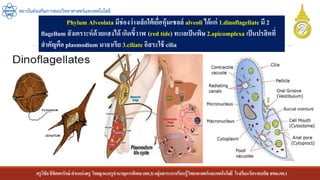 ครูวิชัยลิขิตพรรักษ์ ตาแหน่งครู วิทยฐานะครูชานาญการพิเศษ(คศ.3)กลุ่มสาระการเรียนรู้วิทยาศาสตร์และเทคโนโลยี โรงเรียนวัดราชบพิธ สพม.กท.1
สถาบันส่งเสริมการสอนวิทยาศาสตร์และเทคโนโลยี
Phylum Alveolata มีช่องว่างเล็กใต้เยื่อหุ้มเซลล์ alveoli ได้แก่ 1.dinoflagellate มี 2
flagellum สังเคราะห์ด้วยแสงได้ เกิดขี้วาฬ (red tide) ทะเลเป็นพิษ 2.apicomplexa เป็นปรสิตที่
สาคัญคือ plasmodium มาลาเรีย 3.ciliate อิสระใช้ cilia
 