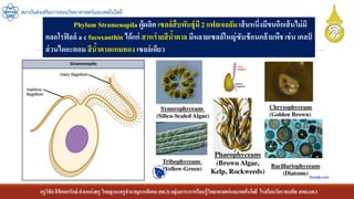 ครูวิชัยลิขิตพรรักษ์ ตาแหน่งครู วิทยฐานะครูชานาญการพิเศษ(คศ.3)กลุ่มสาระการเรียนรู้วิทยาศาสตร์และเทคโนโลยี โรงเรียนวัดราชบพิธ สพม.กท.1
สถาบันส่งเสริมการสอนวิทยาศาสตร์และเทคโนโลยี
Phylum Stramenopila ผู้ผลิต เซลล์สืบพันธุ์มี 2 แฟลเจลลัม เส้นหนึ่งมีขนอีกเส้นไม่มี
คลอโรฟิลล์ a c fucoxanthin ได้แก่ สาหร่ายสีน้าตาล มีหลายเซลล์ใหญ่ซับซ้อนคล้ายพืชเช่น เคลป์
ส่วนไดอะตอม สีน้าตาลแกมทอง เซลล์เดียว
 