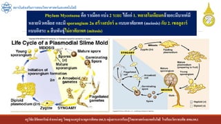 ครูวิชัยลิขิตพรรักษ์ ตาแหน่งครู วิทยฐานะครูชานาญการพิเศษ(คศ.3)กลุ่มสาระการเรียนรู้วิทยาศาสตร์และเทคโนโลยี โรงเรียนวัดราชบพิธ สพม.กท.1
สถาบันส่งเสริมการสอนวิทยาศาสตร์และเทคโนโลยี
Phylum Mycetozoa คือ ราเมือก แบ่ง 2 ระยะ ได้แก่ 1. พลาสโมเดียมคล้ายอะมีบาแต่มี
หลายนิวเคลียส และมี sporangium 2n สร้างสปอร์ n แบบอาศัยเพศ (meiosis) กับ 2. เซลลูลาร์
แบบอิสระ n สืบพันธุ์ไม่อาศัยเพศ (mitosis)
 