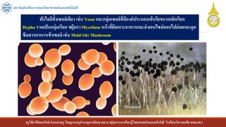 ครูวิชัยลิขิตพรรักษ์ ตาแหน่งครู วิทยฐานะครูชานาญการพิเศษ(คศ.3)กลุ่มสาระการเรียนรู้วิทยาศาสตร์และเทคโนโลยี โรงเรียนวัดราชบพิธ สพม.กท.1
สถาบันส่งเสริมการสอนวิทยาศาสตร์และเทคโนโลยี
ฟังไจมีทั้งเซลล์เดียว เช่น Yeast และกลุ่มเซลล์ที่มีองค์ประกอบเส้นใยขนาดเล็กเรียก
Hypha รวมเป็นกลุ่มเรียก ขยุ้มราMycelium หน้าที่ยึดเกาะอาหารและส่งเอนไซม์ออกไปย่อยและดูด
ซึมสารอาหารเข้าเซลล์ เช่น Mold และ Mushroom
 