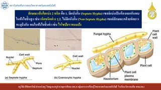 ครูวิชัยลิขิตพรรักษ์ ตาแหน่งครู วิทยฐานะครูชานาญการพิเศษ(คศ.3)กลุ่มสาระการเรียนรู้วิทยาศาสตร์และเทคโนโลยี โรงเรียนวัดราชบพิธ สพม.กท.1
สถาบันส่งเสริมการสอนวิทยาศาสตร์และเทคโนโลยี
ลักษณะเส้นใยแบ่ง 2 ชนิด คือ 1. มีผนังกั้น (Septate Hypha) เซลล์แบ่งเป็นห้องแยกกันพบ
ในฟังไจชั้นสูง เช่น เห็ดชนิดต่าง ๆ 2. ไม่มีผนังกั้น (Non-Septate Hypha) เซลล์ลักษณะคล้ายท่อยาว
ทะลุถึงกัน พบในฟังไจชั้นต่า เช่น ไรโซปัสราขนมปัง
 