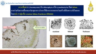 ครูวิชัยลิขิตพรรักษ์ ตาแหน่งครู วิทยฐานะครูชานาญการพิเศษ(คศ.3)กลุ่มสาระการเรียนรู้วิทยาศาสตร์และเทคโนโลยี โรงเรียนวัดราชบพิธ สพม.กท.1
สถาบันส่งเสริมการสอนวิทยาศาสตร์และเทคโนโลยี
ภาวะพึ่งพารา (Ascomycota) กับ chlorophyta หรือ cyanobacteria เรียก lichen
สาหร่ายรับความชื้นและแร่ธาตุจากรา ส่วนราได้อาหารจากสาหร่ายสร้างที่สังเคราะห์ด้วยแสง
โดบแบ่ง 3 กลุ่ม คือ crustose foliose fructicose (ฝอยลม)
 