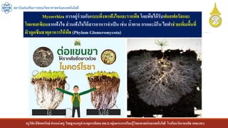 ครูวิชัยลิขิตพรรักษ์ ตาแหน่งครู วิทยฐานะครูชานาญการพิเศษ(คศ.3)กลุ่มสาระการเรียนรู้วิทยาศาสตร์และเทคโนโลยี โรงเรียนวัดราชบพิธ สพม.กท.1
สถาบันส่งเสริมการสอนวิทยาศาสตร์และเทคโนโลยี
Mycorrhiza การอยู่ร่วมกันแบบพึ่งพาฟังไจและรากพืช โดยพืชได้รับฟอสฟอรัสและ
โพแทสเซียมจากฟังไจ ส่วนฟังไจได้สารอาหารจาเป็น เช่น น้าตาล กรดอะมิโน ไฮฟาช่วยเพิ่มพื้นที่
ผิวดูดซึมธาตุอาหารให้พืช(Phylum Glomeromycota)
 