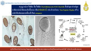 ครูวิชัยลิขิตพรรักษ์ ตาแหน่งครู วิทยฐานะครูชานาญการพิเศษ(คศ.3)กลุ่มสาระการเรียนรู้วิทยาศาสตร์และเทคโนโลยี โรงเรียนวัดราชบพิธ สพม.กท.1
สถาบันส่งเสริมการสอนวิทยาศาสตร์และเทคโนโลยี
Fungi แบ่ง 5 ไฟลัม คือ ไฟลัม Chytridiomycota พวก Chytrids ชั้นต่าสุด เก่าแก่สุด
อาศัยแหล่งน้าจืดและดินชื้นแฉะ เป็นปรสิตสัตว์น้า เช่น ผิวหนังกบ Non-Septate Hypha สร้าง
สปอร์มีแฟลเจลลาเคลื่อนที่ เรียก zoospore
 