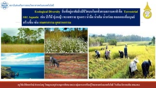 ครูวิชัยลิขิตพรรักษ์ ตาแหน่งครู วิทยฐานะครูชานาญการพิเศษ(คศ.3)กลุ่มสาระการเรียนรู้วิทยาศาสตร์และเทคโนโลยี โรงเรียนวัดราชบพิธ สพม.กท.1
สถาบันส่งเสริมการสอนวิทยาศาสตร์และเทคโนโลยี
Ecological Diversity ถิ่นที่อยู่อาศัยสิ่งมีชีวิตบนโลกทั้งตามธรรมชาติคือ Terrestrial
และ Aquatic เช่น ป่ าไม้ ทุ่งหญ้า ทะเลทราย ทุนดรา น้าจืด น้าเค็ม น้ากร่อย ตลอดจนที่มนุษย์
สร้างขึ้น เช่น เกษตรกรรม อุตสาหกรรม
 