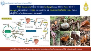 ครูวิชัยลิขิตพรรักษ์ ตาแหน่งครู วิทยฐานะครูชานาญการพิเศษ(คศ.3)กลุ่มสาระการเรียนรู้วิทยาศาสตร์และเทคโนโลยี โรงเรียนวัดราชบพิธ สพม.กท.1
สถาบันส่งเสริมการสอนวิทยาศาสตร์และเทคโนโลยี
ไฟลัม Ascomycota ราชั้นสูงคล้ายถุง (Sac Fungi) Sexual สร้างถุง Ascus เพื่อสร้าง
ascospore มีทั้งเซลล์เดียว เช่น ยีสต์ และกลุ่มเส้นใย เช่น เห็ดโมเรล เห็ดทรัฟเฟิล ราแดง ใช้ผลิต
เต้าหู้ยี้ ซีอิ๊ว เครื่องดื่มแอลกอฮอร์ และขนมปัง
 