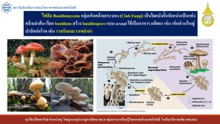 ครูวิชัยลิขิตพรรักษ์ ตาแหน่งครู วิทยฐานะครูชานาญการพิเศษ(คศ.3)กลุ่มสาระการเรียนรู้วิทยาศาสตร์และเทคโนโลยี โรงเรียนวัดราชบพิธ สพม.กท.1
สถาบันส่งเสริมการสอนวิทยาศาสตร์และเทคโนโลยี
ไฟลัม Basidiomycota กลุ่มเห็ดคล้ายกระบอง(Club Fungi) เส้นใยผนังกั้นอัดแน่นเป็นแท่ง
คล้ายลาต้น เรียก basidium สร้าง basidiospore แบบ sexual ใช้เป็นอาหาร ผลิตยา เช่น เห็ดส่วนใหญ่
ปรสิตก่อโรค เช่น ราสนิมและราเขม่าดา
 