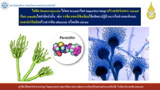 ครูวิชัยลิขิตพรรักษ์ ตาแหน่งครู วิทยฐานะครูชานาญการพิเศษ(คศ.3)กลุ่มสาระการเรียนรู้วิทยาศาสตร์และเทคโนโลยี โรงเรียนวัดราชบพิธ สพม.กท.1
สถาบันส่งเสริมการสอนวิทยาศาสตร์และเทคโนโลยี
ไฟลัม Deuteromycota ไม่พบ Sexual เรียก imperfect fungi สร้างสปอร์เฉพาะ Aseual
เรียก conodiaไฮฟามีผนังกั้น เช่น ราเขียวเพนนิซิลเลียมใช้ผลิตยาปฏิชีวนะหรือทาเนยแข็งและ
แอสเปอร์จิลลัสสร้างสารพิษ aflatoxin หรือผลิต citrate
 