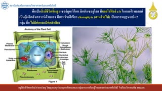ครูวิชัยลิขิตพรรักษ์ ตาแหน่งครู วิทยฐานะครูชานาญการพิเศษ(คศ.3)กลุ่มสาระการเรียนรู้วิทยาศาสตร์และเทคโนโลยี โรงเรียนวัดราชบพิธ สพม.กท.1
สถาบันส่งเสริมการสอนวิทยาศาสตร์และเทคโนโลยี
พืชเป็นสิ่งมีชีวิตชั้นสูง เซลล์ยูคาริโอต มีผนังเซลลูโลส มีคลอโรฟิลล์ a b ในคลอโรพลาสต์
เป็นผู้ผลิตสังเคราะห์ด้วยแสง มีสาหร่ายสีเขียว charophyte (สาหร่ายไฟ) เป็นบรรพบุรุษ แบ่ง 2
กลุ่ม คือ ไม่มีท่อและมีท่อลาเลียง
 