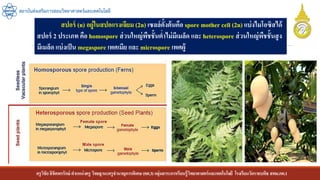 ครูวิชัยลิขิตพรรักษ์ ตาแหน่งครู วิทยฐานะครูชานาญการพิเศษ(คศ.3)กลุ่มสาระการเรียนรู้วิทยาศาสตร์และเทคโนโลยี โรงเรียนวัดราชบพิธ สพม.กท.1
สถาบันส่งเสริมการสอนวิทยาศาสตร์และเทคโนโลยี
สปอร์ (n) อยู่ในสปอแรงเจียม (2n) เซลล์ตั้งต้นคือ spore mother cell (2n) แบ่งไมโอซิสได้
สปอร์ 2 ประเภท คือ homospore ส่วนใหญ่พืชชั้นต่าไม่มีเมล็ด และ heterospore ส่วนใหญ่พืชชั้นสูง
มีเมล็ด แบ่งเป็น megaspore เพศเมีย และ microspore เพศผู้
 