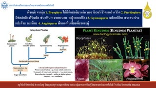 ครูวิชัยลิขิตพรรักษ์ ตาแหน่งครู วิทยฐานะครูชานาญการพิเศษ(คศ.3)กลุ่มสาระการเรียนรู้วิทยาศาสตร์และเทคโนโลยี โรงเรียนวัดราชบพิธ สพม.กท.1
สถาบันส่งเสริมการสอนวิทยาศาสตร์และเทคโนโลยี
พืชแบ่ง 4 กลุ่ม 1. Bryophyte ไม่มีท่อลาเลียง เช่น มอส ลิเวอร์เวิร์ต ฮอร์นเวิร์ต 2. Pteridophyte
มีท่อลาเลียงไร้เมล็ด เช่น เฟิน หวายตะนอย หญ้าถอดปล้อง 3. Gymnosperm เมล็ดเปลือย เช่น สน ปรง
แปะก๊วย มะเมื่อย 4. Angiosperm พืชดอกใบเลี้ยงเดี่ยวและคู่
 
