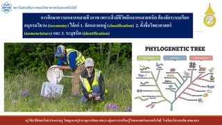 ครูวิชัยลิขิตพรรักษ์ ตาแหน่งครู วิทยฐานะครูชานาญการพิเศษ(คศ.3)กลุ่มสาระการเรียนรู้วิทยาศาสตร์และเทคโนโลยี โรงเรียนวัดราชบพิธ สพม.กท.1
สถาบันส่งเสริมการสอนวิทยาศาสตร์และเทคโนโลยี
การศึกษาความหลากหลายชีวภาพเพราะสิ่งมีชีวิตมีหลากหลายชนิด ต้องจัดระบบเรียก
อนุกรมวิธาน (taxonomy) ได้แก่ 1. จัดหมวดหมู่ (classification) 2. ตั้งชื่อวิทยาศาสตร์
(nomenclature) และ 3. ระบุชนิด (identification)
 