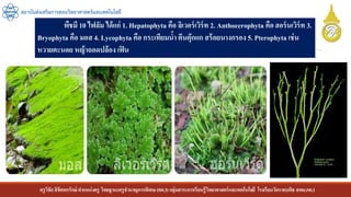 ครูวิชัยลิขิตพรรักษ์ ตาแหน่งครู วิทยฐานะครูชานาญการพิเศษ(คศ.3)กลุ่มสาระการเรียนรู้วิทยาศาสตร์และเทคโนโลยี โรงเรียนวัดราชบพิธ สพม.กท.1
สถาบันส่งเสริมการสอนวิทยาศาสตร์และเทคโนโลยี
พืชมี 10 ไฟลัม ได้แก่ 1. Hepatophyta คือ ลิเวอร์เวิร์ท 2. Anthocerophyta คือ ฮอร์นเวิร์ท 3.
Bryophyta คือ มอส 4. Lycophyta คือ กระเทียมน้า ตีนตุ๊กแก สร้อยนางกรอง 5. Pterophyta เช่น
หวายตะนอย หญ้าถอดปล้อง เฟิน
 