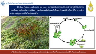 ครูวิชัยลิขิตพรรักษ์ ตาแหน่งครู วิทยฐานะครูชานาญการพิเศษ(คศ.3)กลุ่มสาระการเรียนรู้วิทยาศาสตร์และเทคโนโลยี โรงเรียนวัดราชบพิธ สพม.กท.1
สถาบันส่งเสริมการสอนวิทยาศาสตร์และเทคโนโลยี
Phylum Anthocerophyta คือ hornwort ลักษณะเป็นแผ่นขนาดเล็ก มีรอยหยักตามขอบ มี
1 คลอโรพลาสต์ในแต่ละเซลล์สังเคราะห์ด้วยแสงมีต้นสปอโรไฟต์สร้างเซลล์สืบพันธุ์ที่เรียวยาวคล้าย
เขาสัตว์เจริญบนแกมีโทไฟต์ตลอดชีวิต
 