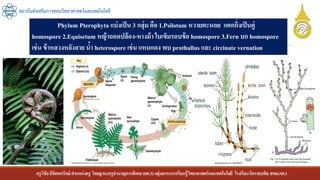 ครูวิชัยลิขิตพรรักษ์ ตาแหน่งครู วิทยฐานะครูชานาญการพิเศษ(คศ.3)กลุ่มสาระการเรียนรู้วิทยาศาสตร์และเทคโนโลยี โรงเรียนวัดราชบพิธ สพม.กท.1
สถาบันส่งเสริมการสอนวิทยาศาสตร์และเทคโนโลยี
Phylum Pterophyta แบ่งเป็น 3 กลุ่ม คือ 1.Psilotum หวายตะนอย แตกกิ่งเป็นคู่
homospore 2.Equisetum หญ้าถอดปล้อง-หางม้า ใบเข็มรอบข้อ homospore 3.Fern บก homospore
เช่น ข้าหลวงหลังลาย น้า heterospore เช่น แหนแดง พบ prothallus และ circinate vernation
 