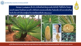 ครูวิชัยลิขิตพรรักษ์ ตาแหน่งครู วิทยฐานะครูชานาญการพิเศษ(คศ.3)กลุ่มสาระการเรียนรู้วิทยาศาสตร์และเทคโนโลยี โรงเรียนวัดราชบพิธ สพม.กท.1
สถาบันส่งเสริมการสอนวิทยาศาสตร์และเทคโนโลยี
Phylum Cycadophyta คือ ปรง ลาต้นคล้ายปาล์มขนาดเล็ก เติบโตช้า ไม่มีกิ่งก้าน ใบแตก
ออกบริเวณยอด ใบคล้ายทางมะพร้าว เป็นใบประกอบขนนกชั้นเดียว ใบอ่อนมีการม้วนจากปลายใบสู่
โคนใบ มีการสร้างโคนเพศผู้และโคนเพศเมียแยกต้นกัน (Dioecious)
 