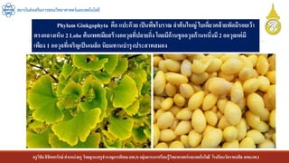 ครูวิชัยลิขิตพรรักษ์ ตาแหน่งครู วิทยฐานะครูชานาญการพิเศษ(คศ.3)กลุ่มสาระการเรียนรู้วิทยาศาสตร์และเทคโนโลยี โรงเรียนวัดราชบพิธ สพม.กท.1
สถาบันส่งเสริมการสอนวิทยาศาสตร์และเทคโนโลยี
Phylum Ginkgophyta คือ แปะก๊วย เป็นพืชโบราณ ลาต้นใหญ่ ใบเดี่ยวคล้ายพัดมีรอยเว้า
ตรงกลางเห็น 2 Lobe ต้นเพศเมียสร้างออวุลที่ปลายกิ่ง โดยมีก้านชูออวุลก้านหนึ่งมี 2 ออวุลแต่มี
เพียง 1 ออวุลที่เจริญเป็นเมล็ด นิยมทานบารุงประสาทสมอง
 