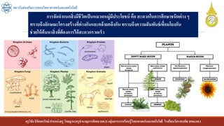 ครูวิชัยลิขิตพรรักษ์ ตาแหน่งครู วิทยฐานะครูชานาญการพิเศษ(คศ.3)กลุ่มสาระการเรียนรู้วิทยาศาสตร์และเทคโนโลยี โรงเรียนวัดราชบพิธ สพม.กท.1
สถาบันส่งเสริมการสอนวิทยาศาสตร์และเทคโนโลยี
การจัดจาแนกสิ่งมีชีวิตเป็นหมวดหมู่มีประโยชน์ คือ สะดวกในการศึกษาชนิดต่าง ๆ
ทราบถึงลักษณะโครงสร้างที่ต่างกันและคล้ายคลึงกัน ทราบถึงความสัมพันธ์เชื่อมโยงกัน
ช่วยให้ค้นหาสิ่งที่ต้องการได้สะดวกรวดเร็ว
 