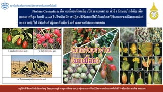 ครูวิชัยลิขิตพรรักษ์ ตาแหน่งครู วิทยฐานะครูชานาญการพิเศษ(คศ.3)กลุ่มสาระการเรียนรู้วิทยาศาสตร์และเทคโนโลยี โรงเรียนวัดราชบพิธ สพม.กท.1
สถาบันส่งเสริมการสอนวิทยาศาสตร์และเทคโนโลยี
Phylum Gnetophyta คือ มะเมื่อย ผักเหลียง ปีศาจทะเลทราย มั่วอึง ลักษณะใกล้เคียงพืช
ดอกมากที่สุดโดยมี vessel ในไซเล็ม มีการปฏิสนธิซ้อนแต่ไม่ได้เอนโดสเปิร์มและเซลล์ดิพลอยด์แต่
จะสลายตัวไป มีทั้งต้นตัวผู้และตัวเมีย จึงสร้างสตรอบิลัสแยกเพศกัน
 