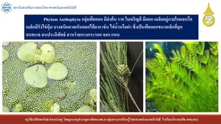 ครูวิชัยลิขิตพรรักษ์ ตาแหน่งครู วิทยฐานะครูชานาญการพิเศษ(คศ.3)กลุ่มสาระการเรียนรู้วิทยาศาสตร์และเทคโนโลยี โรงเรียนวัดราชบพิธ สพม.กท.1
สถาบันส่งเสริมการสอนวิทยาศาสตร์และเทคโนโลยี
Phylum Anthophyta กลุ่มพืชดอก มีลาต้น ราก ใบเจริญดี มีดอก เมล็ดอยู่ภายในผลหรือ
เมล็ดมีรังไข่หุ้ม บางชนิดอาจเห็นดอกได้ยาก เช่น ไข่น้าหรือผา ซึ่งเป็นพืชดอกขนาดเล็กที่สุด
สนทะเล สนประดิพัทธ์ สาหร่ายหางกระรอก จอก แหน
 