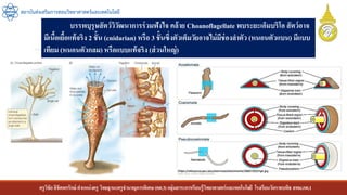 ครูวิชัยลิขิตพรรักษ์ ตาแหน่งครู วิทยฐานะครูชานาญการพิเศษ(คศ.3)กลุ่มสาระการเรียนรู้วิทยาศาสตร์และเทคโนโลยี โรงเรียนวัดราชบพิธ สพม.กท.1
สถาบันส่งเสริมการสอนวิทยาศาสตร์และเทคโนโลยี
บรรพบุรุษสัตว์วิวัฒนาการร่วมฟังไจ คล้าย Choanoflagellate พบระยะเอ็มบริโอ สัตว์อาจ
มีเนื้อเยื้อแท้จริง 2 ชั้น (cnidarian) หรือ 3 ชั้นซึ่งตัวเต็มวัยอาจไม่มีช่องลาตัว (หนอนตัวแบน) มีแบบ
เทียม (หนอนตัวกลม) หรือแบบแท้จริง (ส่วนใหญ่)
 