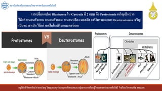 ครูวิชัยลิขิตพรรักษ์ ตาแหน่งครู วิทยฐานะครูชานาญการพิเศษ(คศ.3)กลุ่มสาระการเรียนรู้วิทยาศาสตร์และเทคโนโลยี โรงเรียนวัดราชบพิธ สพม.กท.1
สถาบันส่งเสริมการสอนวิทยาศาสตร์และเทคโนโลยี
การเปลี่ยนแปลง Blastopore ใน Gastrula มี 2 แบบ คือ Protostomia เจริญเป็นปาก
ได้แก่ หนอนตัวแบน หนอนตัวกลม หนอนปล้อง มอลลัส อาร์โทรพอด และ Deuterostomia เจริญ
เป็นทวารหนัก ได้แก่ เอคไคโนเดิร์ม และคอร์เดต
 