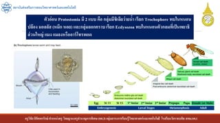 ครูวิชัยลิขิตพรรักษ์ ตาแหน่งครู วิทยฐานะครูชานาญการพิเศษ(คศ.3)กลุ่มสาระการเรียนรู้วิทยาศาสตร์และเทคโนโลยี โรงเรียนวัดราชบพิธ สพม.กท.1
สถาบันส่งเสริมการสอนวิทยาศาสตร์และเทคโนโลยี
ตัวอ่อน Protostomia มี 2 แบบ คือ กลุ่มมีซิเลียว่ายน้า เรียก Trochophore พบในหนอน
ปล้อง มอลลัส (หมึก หอย) และกลุ่มลอกคราบ เรียก Ecdysozoa พบในหนอนตัวกลมที่เป็นพยาธิ
ส่วนใหญ่ แมง แมลงหรืออาร์โทรพอด
 