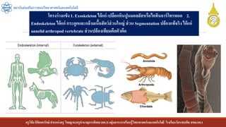 ครูวิชัยลิขิตพรรักษ์ ตาแหน่งครู วิทยฐานะครูชานาญการพิเศษ(คศ.3)กลุ่มสาระการเรียนรู้วิทยาศาสตร์และเทคโนโลยี โรงเรียนวัดราชบพิธ สพม.กท.1
สถาบันส่งเสริมการสอนวิทยาศาสตร์และเทคโนโลยี
โครงร่างแข็ง 1. Exoskeleton ได้แก่ เปลือกหินปูนมอลลัสหรือไคทินอาร์โทรพอด 2.
Endoskeleton ได้แก่ กระดูกและกล้ามเนื้อสัตว์ส่วนใหญ่ ส่วน Segmentation ปล้องแท้จริง ได้แก่
annelidarthropod vertebrate ส่วนปล้องเทียมคือตัวตืด
 