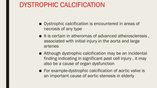 1.6. calcification-ppt. in cell injury. its a process of calcium builds ...