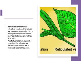 1. leaf- hjjhyttyhgtyyyyyyyuuuuuuuuuuuuuuu | PPTX