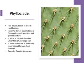 1. leaf- hjjhyttyhgtyyyyyyyuuuuuuuuuuuuuuu | PPTX
