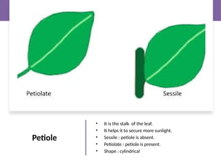 1. leaf- hjjhyttyhgtyyyyyyyuuuuuuuuuuuuuuu | PPTX