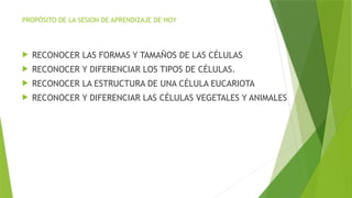 PROPÓSITO DE LA SESION DE APRENDIZAJE DE HOY
 RECONOCER LAS FORMAS Y TAMAÑOS DE LAS CÉLULAS
 RECONOCER Y DIFERENCIAR LOS TIPOS DE CÉLULAS.
 RECONOCER LA ESTRUCTURA DE UNA CÉLULA EUCARIOTA
 RECONOCER Y DIFERENCIAR LAS CÉLULAS VEGETALES Y ANIMALES
 