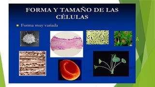 SESIÓN N°02: FORMA, TAMAÑO Y TIPOS DE CÉLULA
 