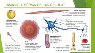 TAMAÑO Y FORMA DE LAS CÉLULAS
 