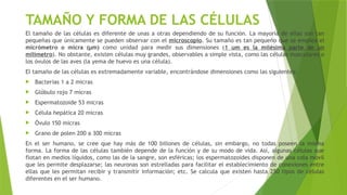 TAMAÑO Y FORMA DE LAS CÉLULAS
El tamaño de las células es diferente de unas a otras dependiendo de su función. La mayoría de ellas son tan
pequeñas que únicamente se pueden observar con el microscopio. Su tamaño es tan pequeño que se emplea el
micrómetro o micra (µm) como unidad para medir sus dimensiones (1 um es la milésima parte de un
milímetro). No obstante, existen células muy grandes, observables a simple vista, como las células musculares o
los óvulos de las aves (la yema de huevo es una célula).
El tamaño de las células es extremadamente variable, encontrándose dimensiones como las siguientes:
 Bacterias 1 a 2 micras
 Glóbulo rojo 7 micras
 Espermatozoide 53 micras
 Célula hepática 20 micras
 Óvulo 150 micras
 Grano de polen 200 a 300 micras
En el ser humano, se cree que hay más de 100 billones de células, sin embargo, no todas poseen la misma
forma. La forma de las células también depende de la función y de su modo de vida. Así, algunas células que
flotan en medios líquidos, como las de la sangre, son esféricas; los espermatozoides disponen de una cola móvil
que les permite desplazarse; las neuronas son estrelladas para facilitar el establecimiento de conexiones entre
ellas que les permitan recibir y transmitir información; etc. Se calcula que existen hasta 250 tipos de células
diferentes en el ser humano.
 