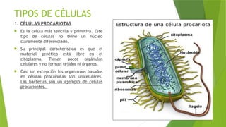 TIPOS DE CÉLULAS
1. CÉLULAS PROCARIOTAS
 Es la célula más sencilla y primitiva. Este
tipo de células no tiene un núcleo
claramente diferenciado.
 Su principal característica es que el
material genético está libre en el
citoplasma. Tienen pocos orgánulos
celulares y no forman tejidos ni órganos.
 Casi sin excepción los organismos basados
en células procariotas son unicelulares.
Las bacterias son un ejemplo de células
procariontes.
 