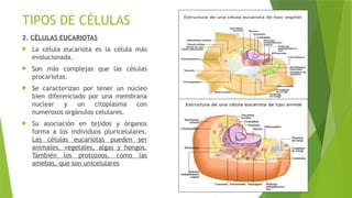 TIPOS DE CÉLULAS
2. CÉLULAS EUCARIOTAS
 La célula eucariota es la célula más
evolucionada.
 Son más complejas que las células
procariotas.
 Se caracterizan por tener un núcleo
bien diferenciado por una membrana
nuclear y un citoplasma con
numerosos orgánulos celulares.
 Su asociación en tejidos y órganos
forma a los individuos pluricelulares.
Las células eucariotas pueden ser
animales, vegetales, algas y hongos.
También los protozoos, como las
amebas, que son unicelulares
 