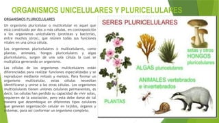 ORGANISMOS UNICELULARES Y PLURICELULARES
ORGANISMOS PLURICELULARES
Un organismo pluricelular o multicelular es aquel que
está constituido por dos o más células, en contraposición
a los organismos unicelulares (protistas y bacterias,
entre muchos otros), que reúnen todas sus funciones
vitales en una única célula.
Los organismos pluricelulares o multicelulares, como
plantas, animales, hongos pluricelulares y algas
pluricelulares, surgen de una sola célula la cual se
multiplica generando un organismo.
Las células de los organismos multicelulares están
diferenciadas para realizar funciones especializadas y se
reproducen mediante mitosis y meiosis. Para formar un
organismo multicelular, estas células necesitan
identificarse y unirse a las otras células. Los organismos
multicelulares tienen uniones celulares permanentes, es
decir, las células han perdido su capacidad de vivir solas,
requieren de la asociación, pero esta debe darse de tal
manera que desemboque en diferentes tipos celulares
que generan organización celular en tejidos, órganos y
sistemas, para así conformar un organismo completo.
 