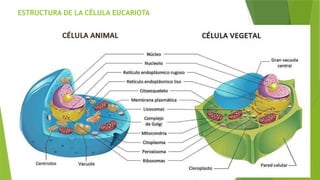 ESTRUCTURA DE LA CÉLULA EUCARIOTA
 