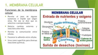 1. MEMBRANA CELULAR
Funciones de la membrana
celular
 Permite el paso de algunas
sustancias e impide que salgan
otras. Por eso se dice que es
selectiva o semipermeable.
 Detecta cambios externos y
reacciona ante ellos.
 Permite la comunicación entre
células.
 Favorece la adhesión entre células.
 Sirve como superficie para diversas
reacciones químicas.
 