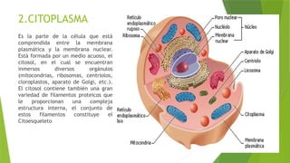 2.CITOPLASMA
Es la parte de la célula que está
comprendida entre la membrana
plasmática y la membrana nuclear.
Está formada por un medio acuoso, el
citosol, en el cual se encuentran
inmersos diversos orgánulos
(mitocondrias, ribosomas, centriolos,
cloroplastos, aparato de Golgi, etc.).
El citosol contiene también una gran
variedad de filamentos proteicos que
le proporcionan una compleja
estructura interna, el conjunto de
estos filamentos constituye el
Citoesqueleto
 