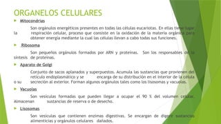 ORGANELOS CELULARES
 Mitocondrias
Son orgánulos energéticos presentes en todas las células eucariotas. En ellas tiene lugar
la respiración celular, proceso que consiste en la oxidación de la materia orgánica para
obtener energía mediante la cual las células llevan a cabo todas sus funciones.
 Ribosoma
Son pequeños orgánulos formados por ARN y proteínas. Son los responsables de la
síntesis de proteínas.
 Aparato de Golgi
Conjunto de sacos aplanados y superpuestos. Acumula las sustancias que provienen del
retículo endoplasmático y se encarga de su distribución en el interior de la célula
o su secreción al exterior. Forman algunos orgánulos tales como los lisosomas y vacuolas.
 Vacuolas
Son vesículas formadas que pueden llegar a ocupar el 90 % del volumen celular.
Almacenan sustancias de reserva o de desecho.
 Lisosomas
Son vesículas que contienen enzimas digestivas. Se encargan de digerir sustancias
alimenticias y orgánulos celulares dañados.
 