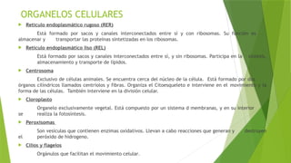 ORGANELOS CELULARES
 Retículo endoplasmático rugoso (RER)
Está formado por sacos y canales interconectados entre sí y con ribosomas. Su función es
almacenar y transportar las proteínas sintetizadas en los ribosomas.
 Retículo endoplasmático liso (REL)
Está formado por sacos y canales interconectados entre sí, y sin ribosomas. Participa en la síntesis,
almacenamiento y transporte de lípidos.
 Centrosoma
Exclusivo de células animales. Se encuentra cerca del núcleo de la célula. Está formado por dos
órganos cilíndricos llamados centriolos y fibras. Organiza el Citoesqueleto e interviene en el movimiento y la
forma de las células. También interviene en la división celular.
 Cloroplasto
Organelo exclusivamente vegetal. Está compuesto por un sistema d membranas, y en su interior
se realiza la fotosíntesis.
 Peroxisomas
Son vesículas que contienen enzimas oxidativos. Llevan a cabo reacciones que generan y destruyen
el peróxido de hidrogeno.
 Cilios y flagelos
Orgánulos que facilitan el movimiento celular.
 