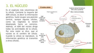 3. EL NÚCLEO
Es el orgánulo más voluminoso de
la célula. Contiene la mayoría del
ADN celular, es decir la información
genética. Suele ocupar una posición
central, aunque algunas células,
como las vegetales lo tienen
desplazado hacia un extremo.
Además, el ADN del núcleo dirige
todas las actividades de la célula.
Por esta razón se dice, que el
núcleo es el cerebro de célula.
Cuando la célula se reproduce, la
información genética se transmite
a otras células.
 