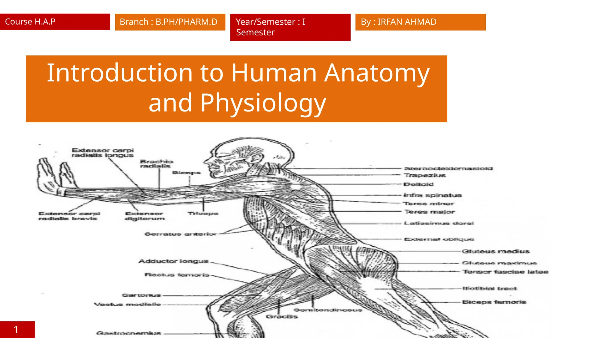 1. Introuction to human anatomy and physiology ppt .pptx